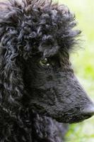 Black poodle portrait.