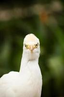Cattle egret portrait photo