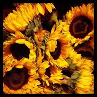 Sunflowers Close-Up photo