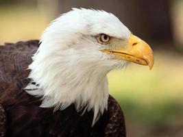 Retrato de águila calva foto