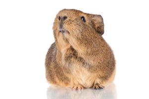 guinea pig portrait photo