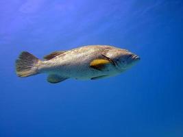close-up grouper photo
