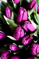 primer plano de tulipanes