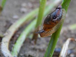 Snail close-up photo
