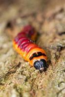 Close up caterpillar