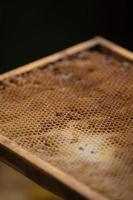 Honeycomb close-up