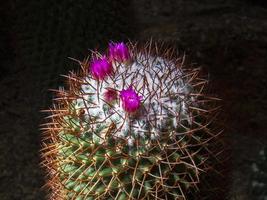 cactus de cerca foto