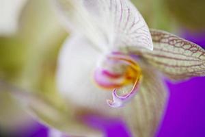 Orchid - (close up) photo