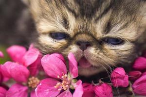 kitten close-up