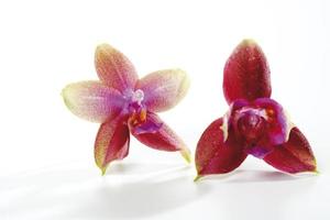 orquídeas, primer plano