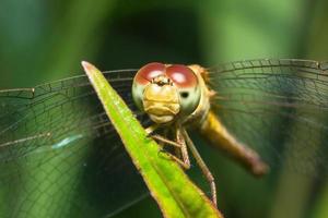 Dragonfly close up photo