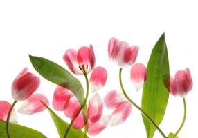 tulipán de cerca foto