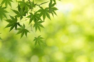 Green maple in Japan photo