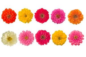 Blooming zinnias isolated on white background