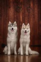 Dog breed siberian husky, portrait dog on a studio color photo