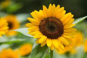 Sunflower (Himawari)