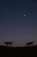Two dogs on the moon at sunset in the desert