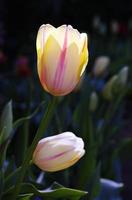 Light tulips photo