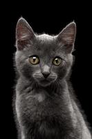 Primer gatito gris mirando en cámara sobre negro foto