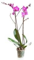 Blossoming plant of orchid in flowerpot photo