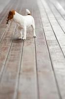 Cute Small Keyholder Dog Looking Back photo