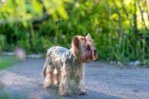 retrato de yorkshire terrier foto