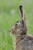 Brown hare portrait photo