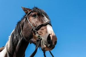 horse bridle portrait photo