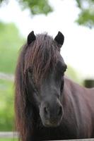 Black Pony, Portrait photo
