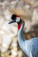 Crowned crane portrait