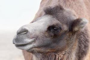 Camel profile portrait photo