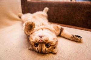 Cute cat enjoying his life photo