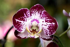 hermosa orquídea