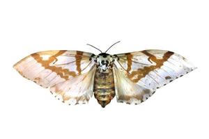 mariposa colorida aislada en blanco foto