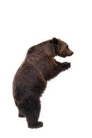 oso pardo, ursus arctos foto