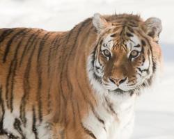 The Siberian tiger photo
