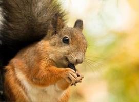 Squirrel with a sunflower seeds photo