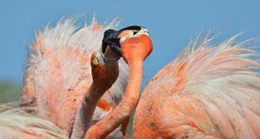 American Flamingo. photo