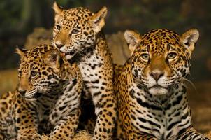 Jaguar Family photo