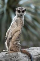 The meerkat photo