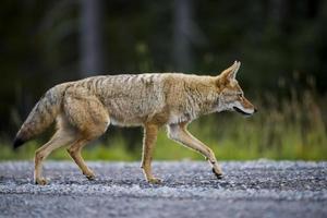 Coyote (Canis Latrans) photo
