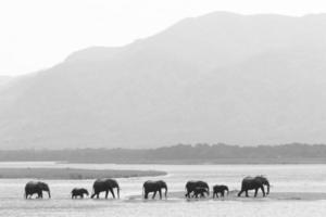 Elephant herd walking on water photo
