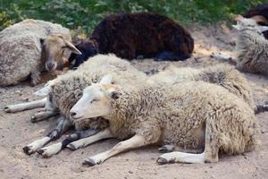 Sheeps photo
