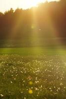 Sunny day, Warm Summer Sunset on dandelions field, lens flare