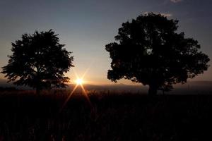 Puesta de sol - árbol solitario y sol - imagen de stock foto