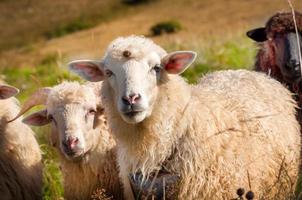 rebaño de ovejas pastando en las colinas foto