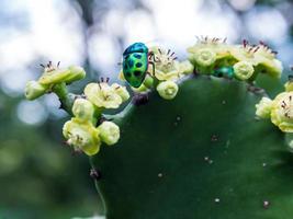 Jewel beetle bug on the  flowers of Prickly pear cactus photo