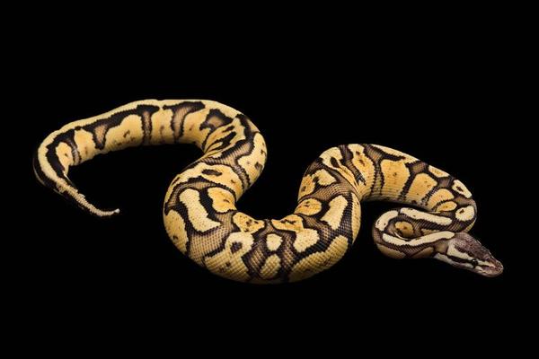 Ball Python Stock Photos, Images and Backgrounds for Free Download