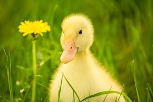 Small duckling photo