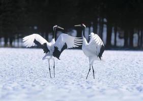 Japanese crane courtship dance photo